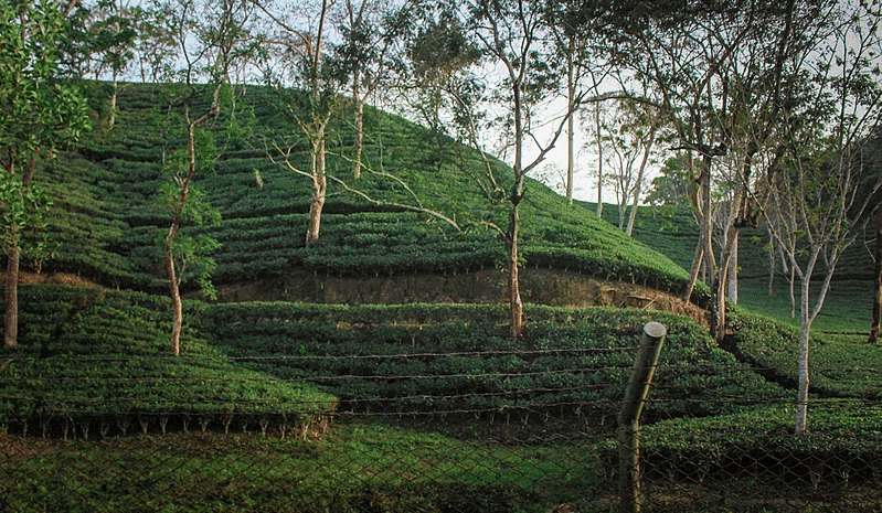 Malnicherra Tea Garden