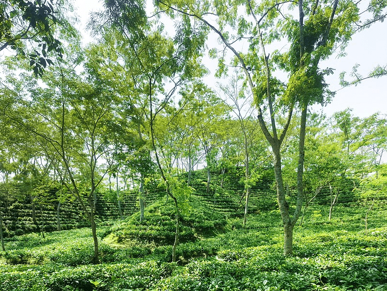 Srimagal