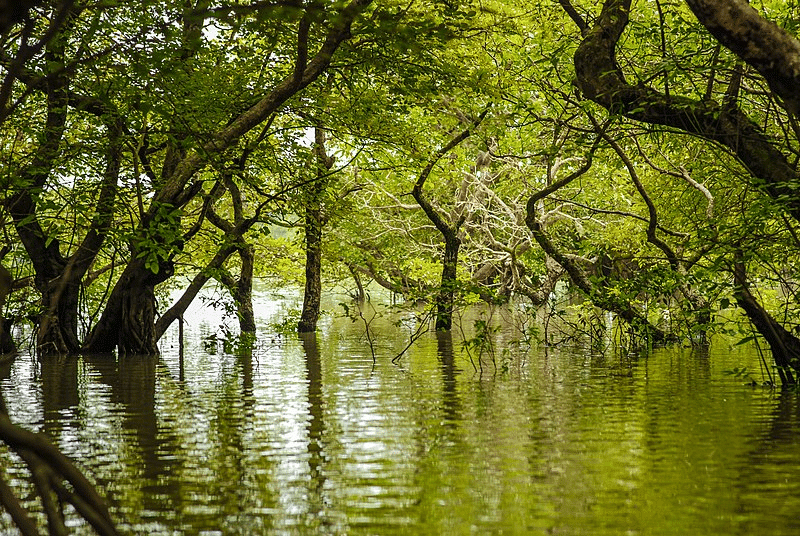 Ratatgul Swamp Forest