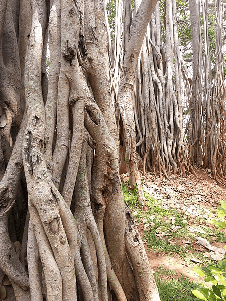30 Best Tourist Place In Bangalore City 14 Dodda Alada Mara
