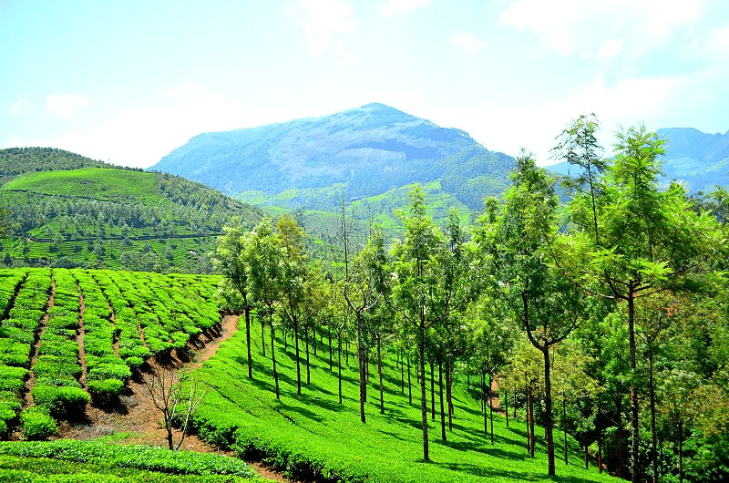30 Best Place To Travel In June In India 31 Munnar