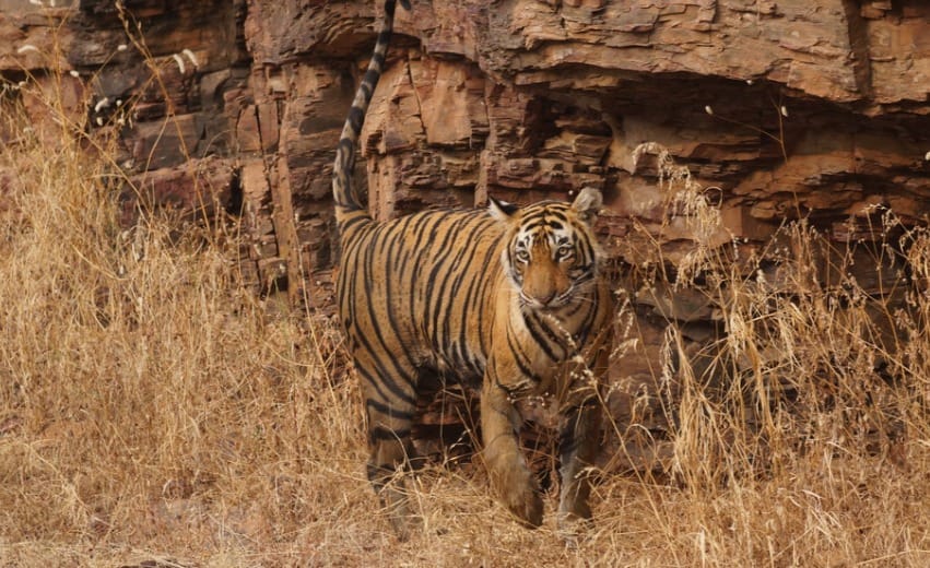 20 Best Trip Destinations In India For 2025 20 19. Ranthambore National Park, Rajasthan