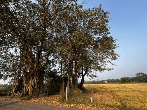 30 Best Haunted Places in Goa: Ghost Calling 7 Igorchem Bandh