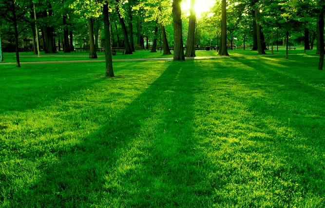 30 Best Tourist Place In Nagaland 17 Green Park