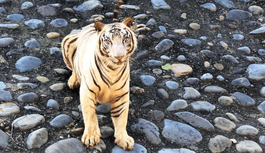 30 Best Tourist Place In Punjab: Must Visited Place 30 Chhatbir Zoo, Zirakpur