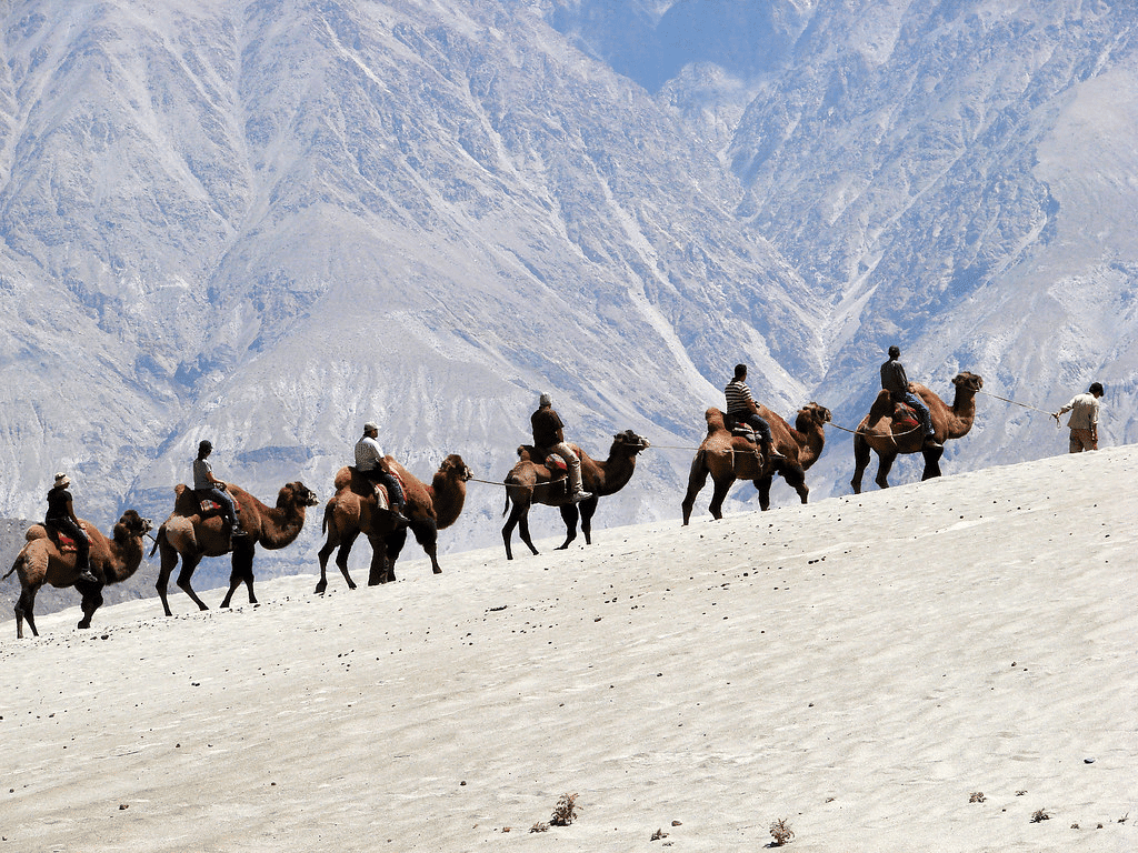 Bactrian Camel Ride