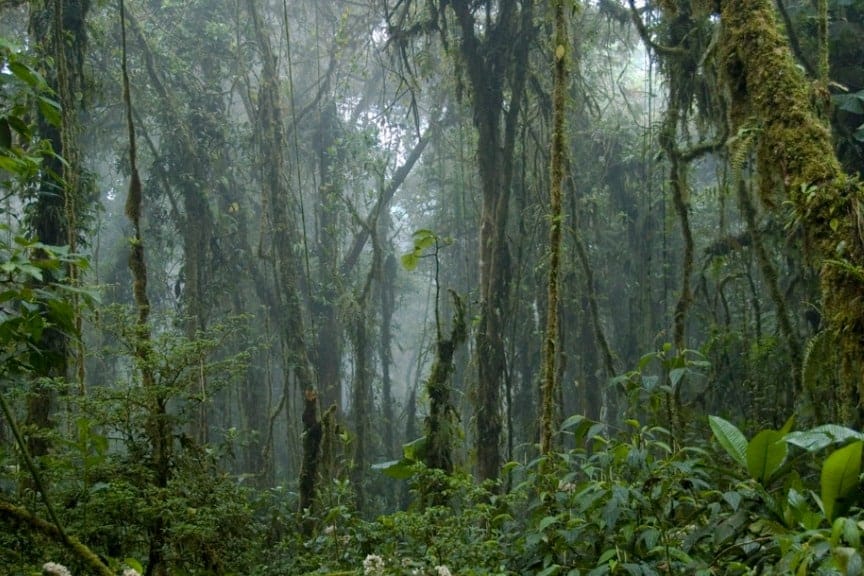 3. Monteverde Cloud Forest Reserve