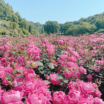 30 Best Tourist Place In Dhaka