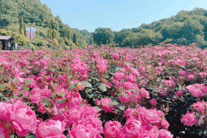 30 Best Tourist Place In Dhaka