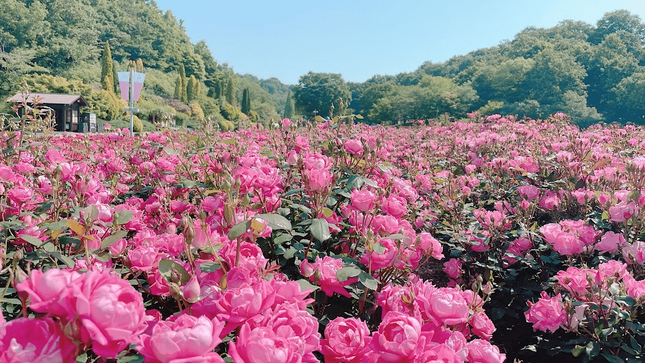 27 Best Tourist Place In Dhaka 18 Rose Garden