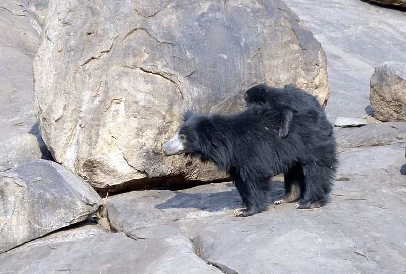 30 Best place In Croatia For Families 27 Bear Sanctuary