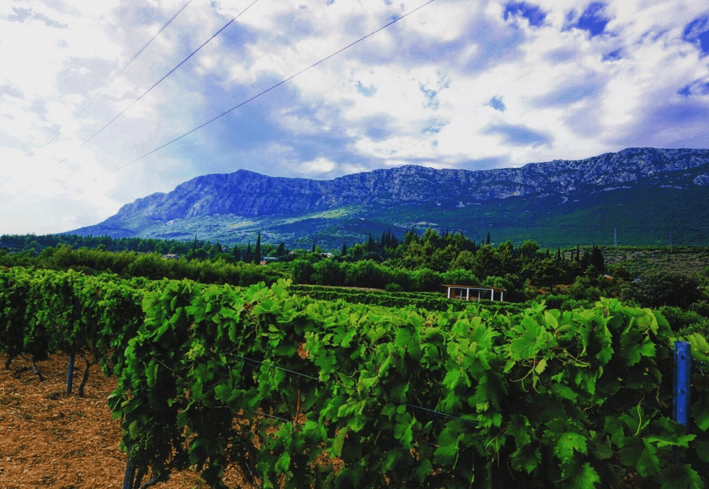 30 Best place In Croatia For Families 13 Putalj Wine