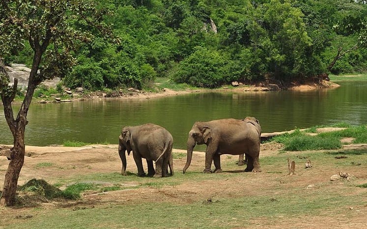 10 Best One-Day Trips from Bangalore 5 4. Bannerghatta National Park