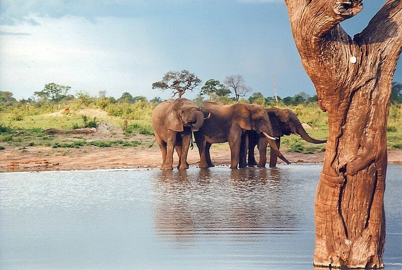 Hwange National Park, Zimbabwe