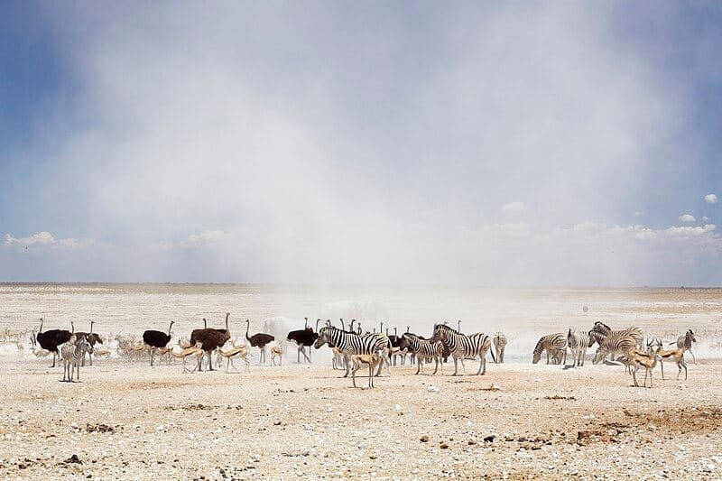 Etosha National Park, Namibia