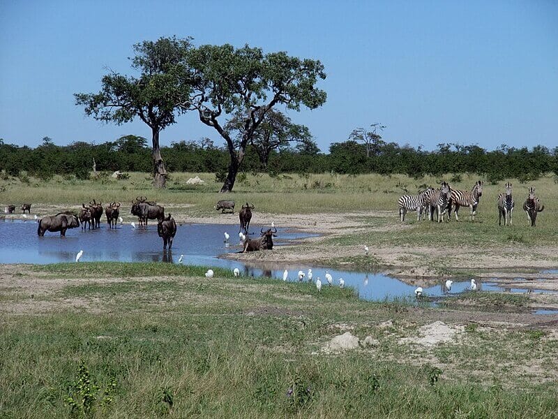 Chobe National Park, Botswana