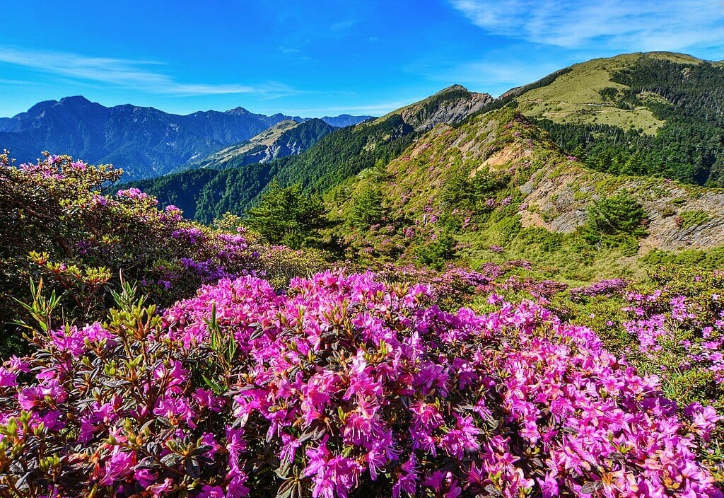 20 Best Place To Visit In Taiwan 2024 Updated List 16 Hehuanshan Best Place To Visit In Taiwan