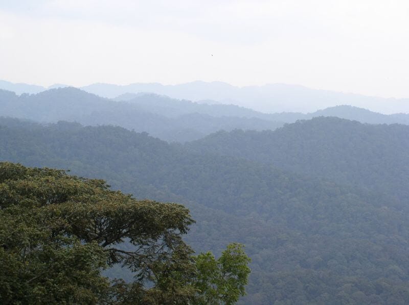Bwindi Impenetrable Forest, Uganda