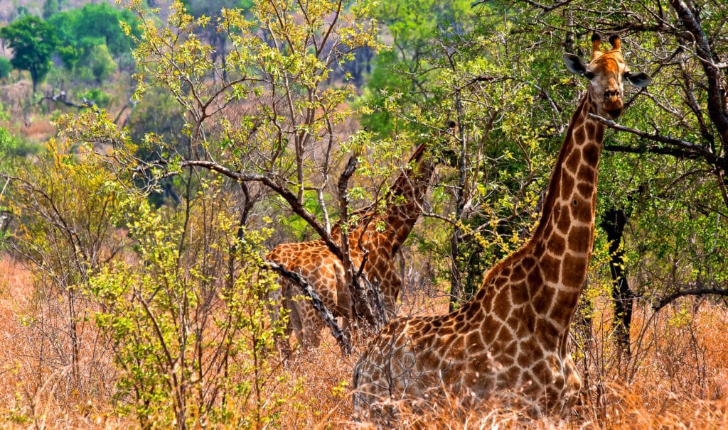 Sabi Sands Game Reserve, South Africa