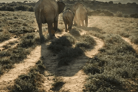 Addo Elephant National Park, South Africa