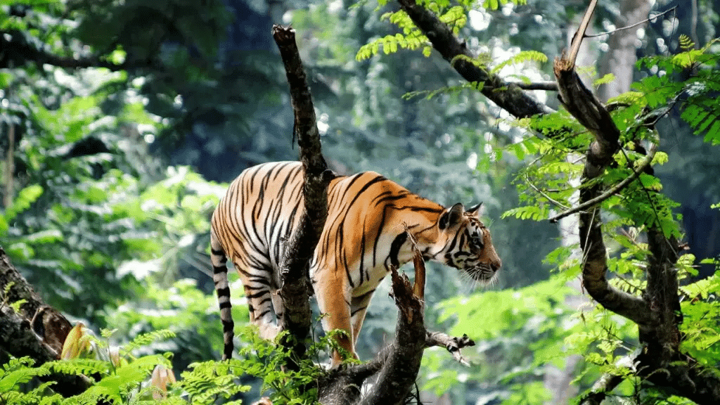 20 Best Tourist Places In December: Top December Getaways 4 Thekkady, Kerala Best Tourist Places In December