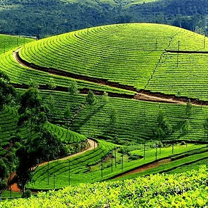 20 Best Tourist Place In Ernakulam: Ernakulam's Top Attractions 17 Afsal Mandir Best Tourist Place In Ernakulam