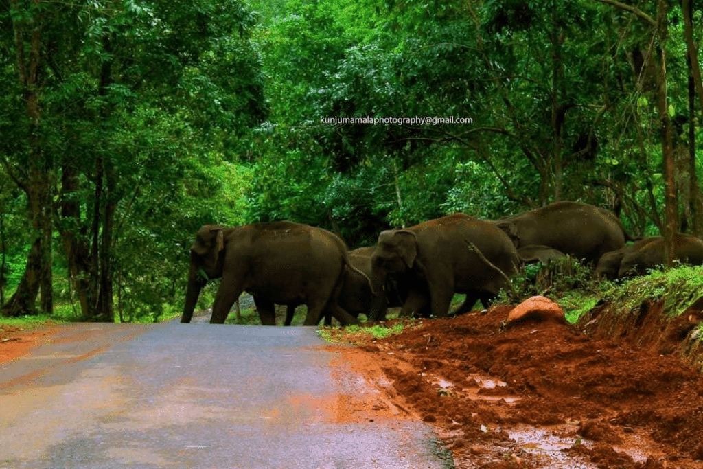 20 Best Tourist Place In Ernakulam: Ernakulam's Top Attractions 19 Mamalakandam Best Tourist Place In Ernakulam