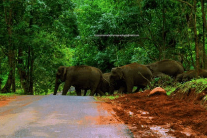 20 Best Tourist Place In Ernakulam: Ernakulam's Top Attractions