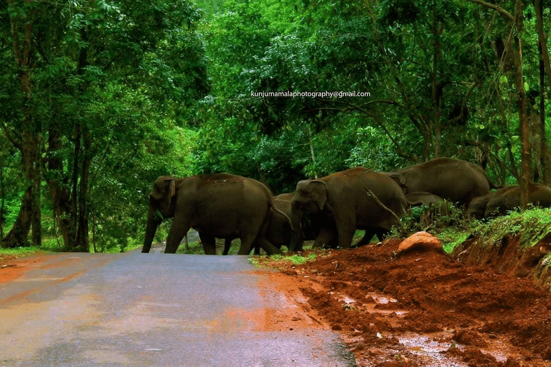20 Best Tourist Place In Ernakulam: Ernakulam's Top Attractions