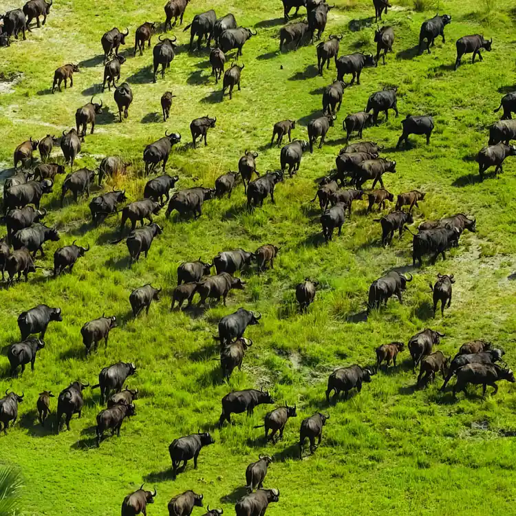 Okavango Delta, Botswana