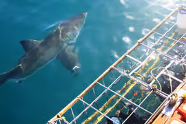 Shark Cage Diving in Gansbaai