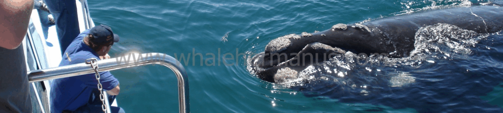 Whale Watching in Hermanus