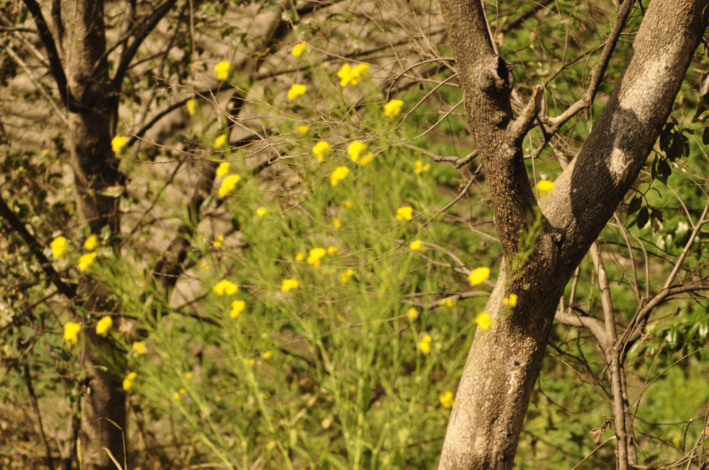 Spring: March to May