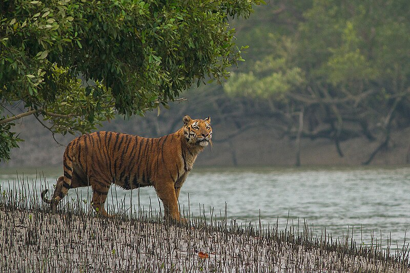 10 Best Wildlife Safari Trip Destinations In India 7 Sundarbans National Park, West Bengal
