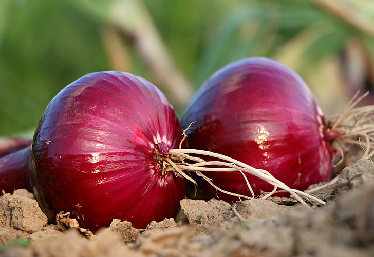 19 Best Foods for Diabetics: Healthy Choices to Control Sugar 4 Onions