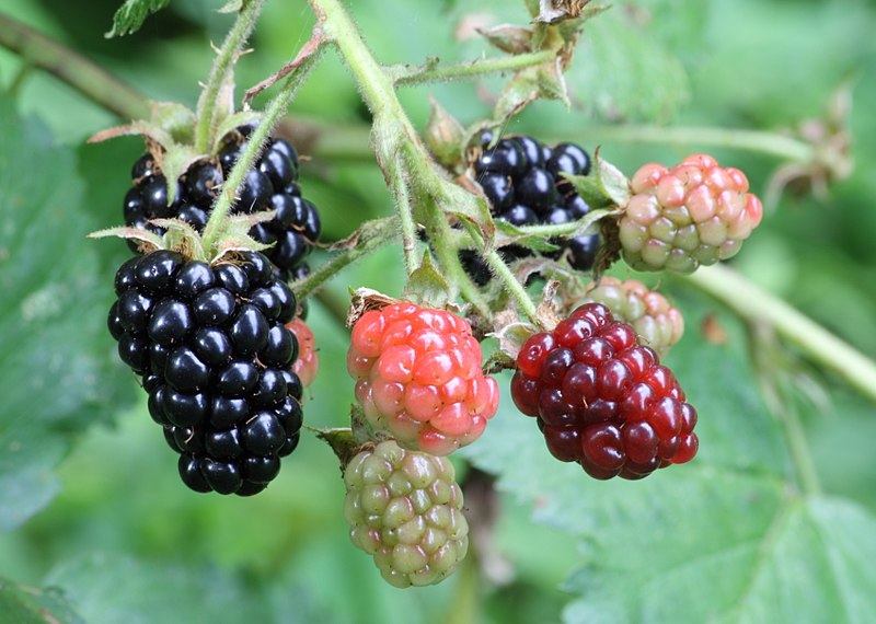 19 Best Foods for Diabetics: Healthy Choices to Control Sugar 12 Blackberries