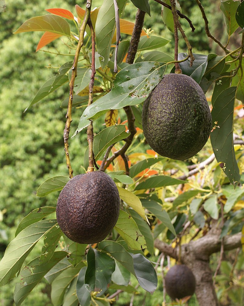 19 Best Foods for Diabetics: Healthy Choices to Control Sugar 14 Avocado