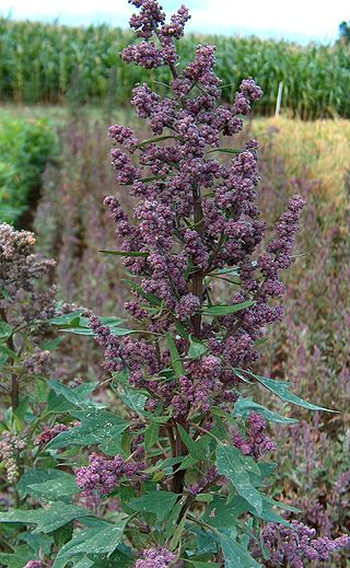 19 Best Foods for Diabetics: Healthy Choices to Control Sugar 20 Quinoa