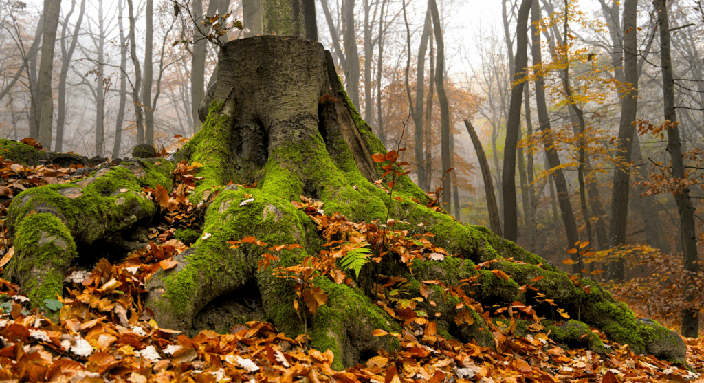 20 Next Adventure In Europe: Top Destinations & Thrilling Trips 16 Vienna Woods, Austria