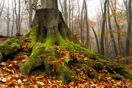 10 Best Trip Cancellation & Interruption Insurance 2025 Guide