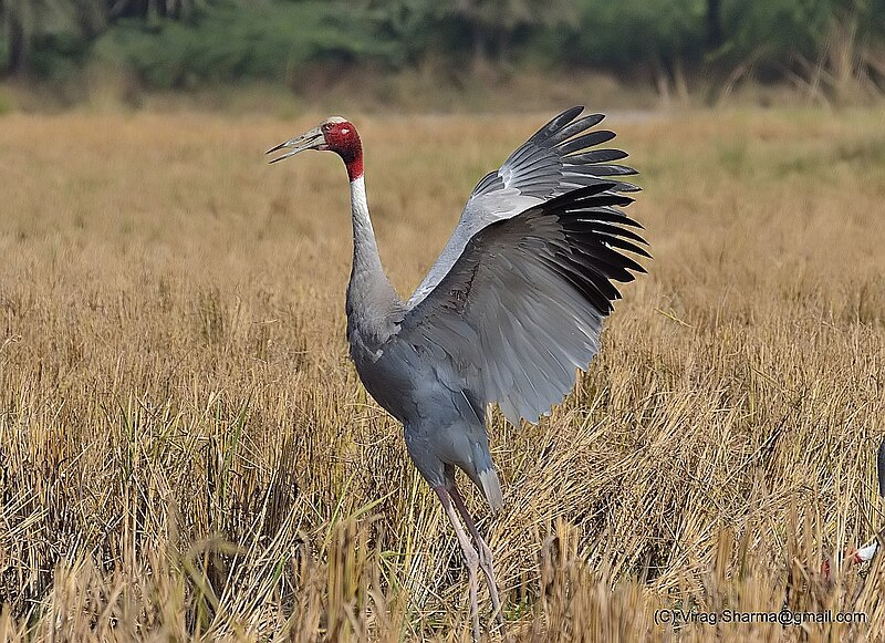 10 Best Offbeat Nature Trip Destinations In Uttar Pradesh 9 Sarsai Nawar Wetland