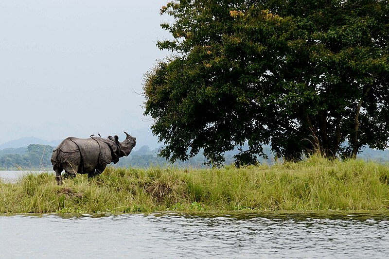 10 Best Bird Watching Destinations in India to Visit 7 Kaziranga National Park, Assam