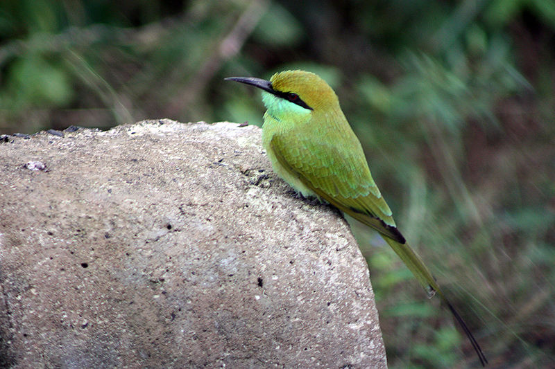 10 Best Bird Watching Destinations in India to Visit 9 Nalsarovar Bird Sanctuary, Gujarat
