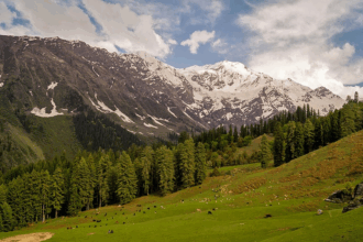 10 Best Bird Watching Destinations in India to Visit