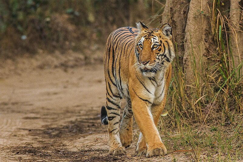 Jim Corbett National Park, Uttarakhand