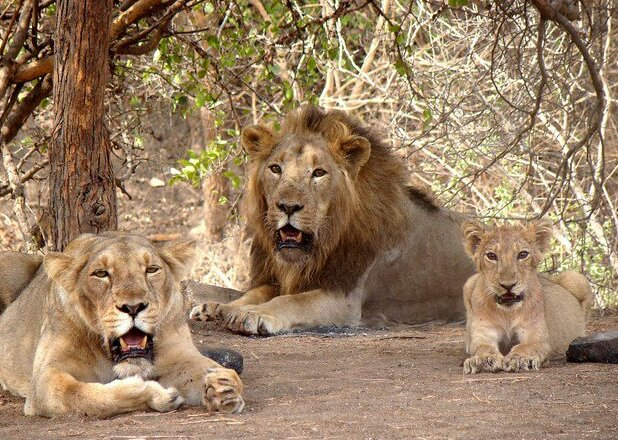 Gir Forest National Park, Gujarat