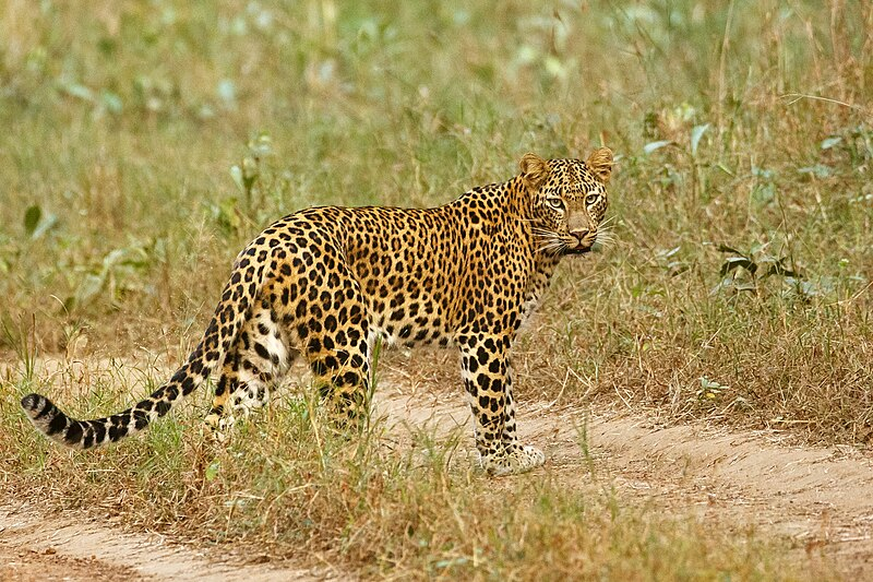 Tadoba National Park, Maharashtra
