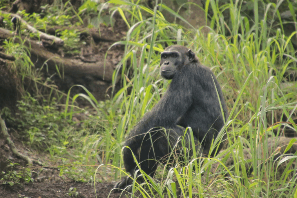 10 Best Adventure Wildlife Trip Packages from India to Africa 6 Gorilla Trekking in Uganda