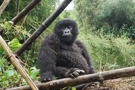 10 Best Adventure Wildlife Trip Packages from India to Africa 10 Rwanda Gorilla & Golden Monkey Safari
