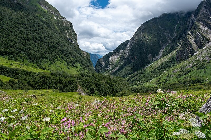 10 Best Digital Detox Trip Destinations To Visit In India 11 Valley of Flowers, Uttarakhand